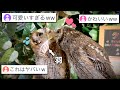 【衝撃】フクロウの意外な告白方法が可愛いすぎてTwitterで大バズりしている件