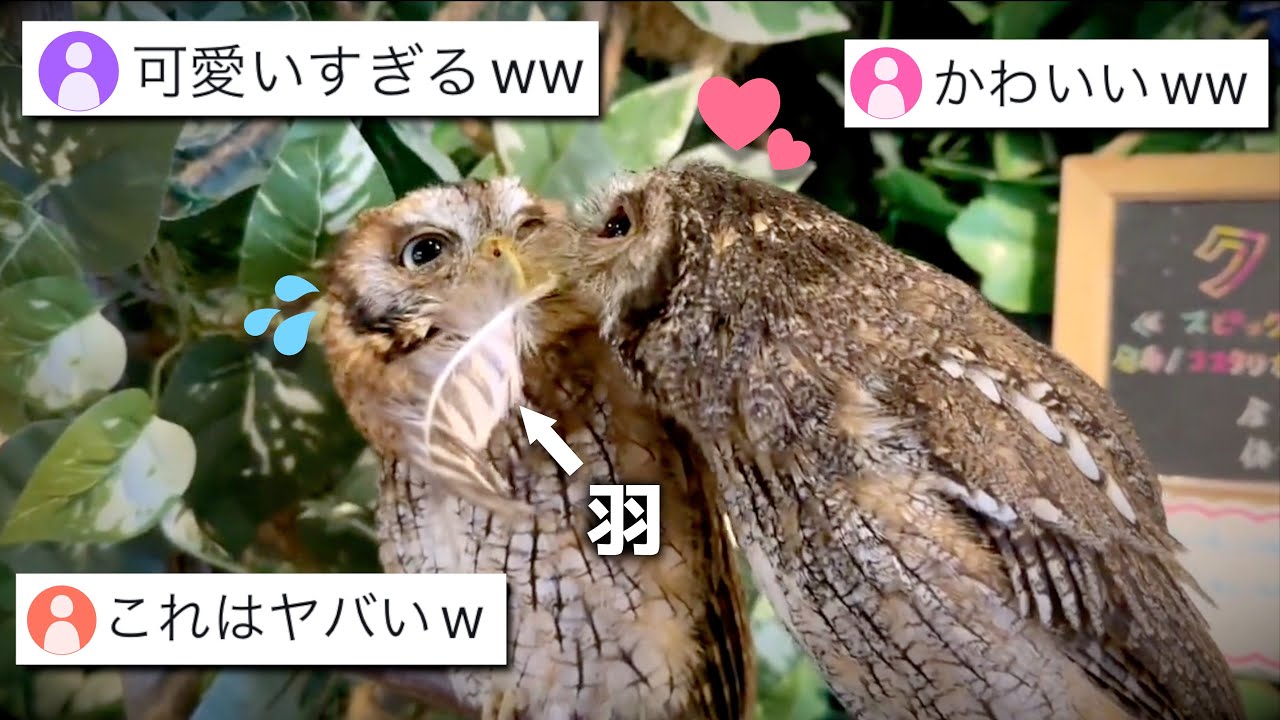 Shocking] Owl's unexpected confession method is so cute it's