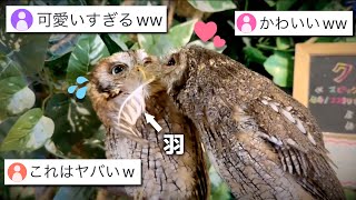 【衝撃】フクロウの意外な告白方法が可愛いすぎてTwitterで大バズりしている件