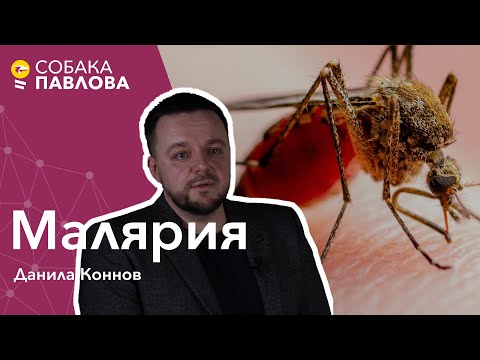 Малярия - Данила Коннов//малярийный плазмодий, тропическая малярия, гамонт, спорозоит