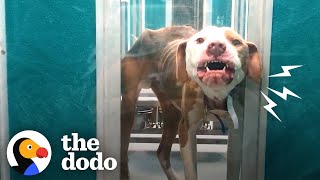 Famous Terrified Pittie Transforms Into The Biggest Cuddlebug | The Dodo Profile