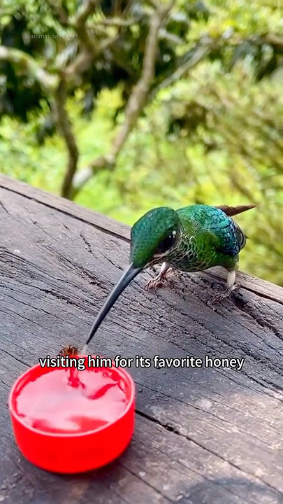 Rescue hummingbirds#animal #rescue