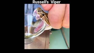 Russell’s Viper: One Bite… and This Happens! russell viper | snake | snake bite | snake attack