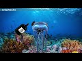 Marine Invertebrates: Sponges and Cnidarians Unveiled
