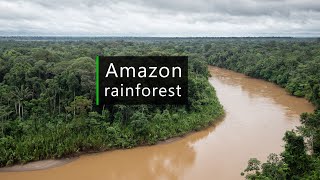 Wild Amazon - Rainforest soundscape