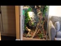 Green iguana terrarium