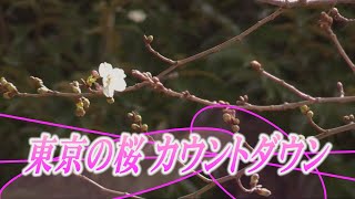 東京の桜の開花　カウントダウン