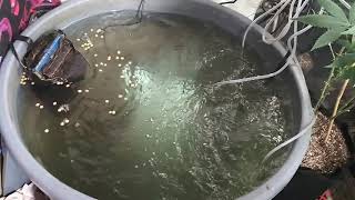 Organic Nursery Update#11 #ImepelloBio #DrEarth #BloomPlus #DownToEarth #TPS #VivoSun #Koi #ageold