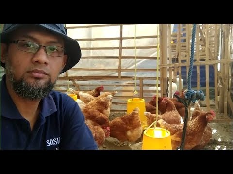 Video: Berapa bilangan hinggap yang perlu ada pada seekor ayam jantan?