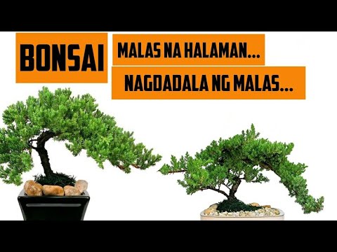 Video: Lumalagong bonsai mula sa mga binhi sa bahay