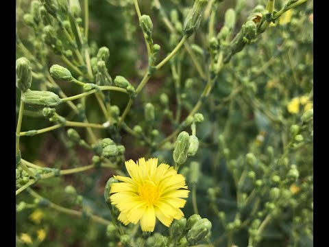 Welt-Ackertagebuch - Zwiebel, Salat &amp; Süßkartoffel in der Blüte