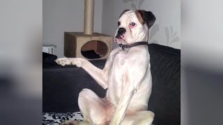 Best Funny & Cute Dog Reactions To Tvs - You Will Laugh For Sure!