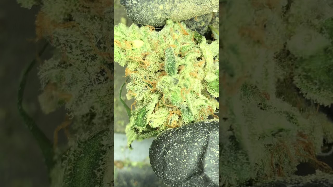 CopyCat scam? Keep hating YouTube