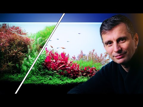 Video: De basisprincipes van een beplant aquarium