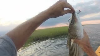 Striper fishing New Jersey Sod banks with smackit poppers