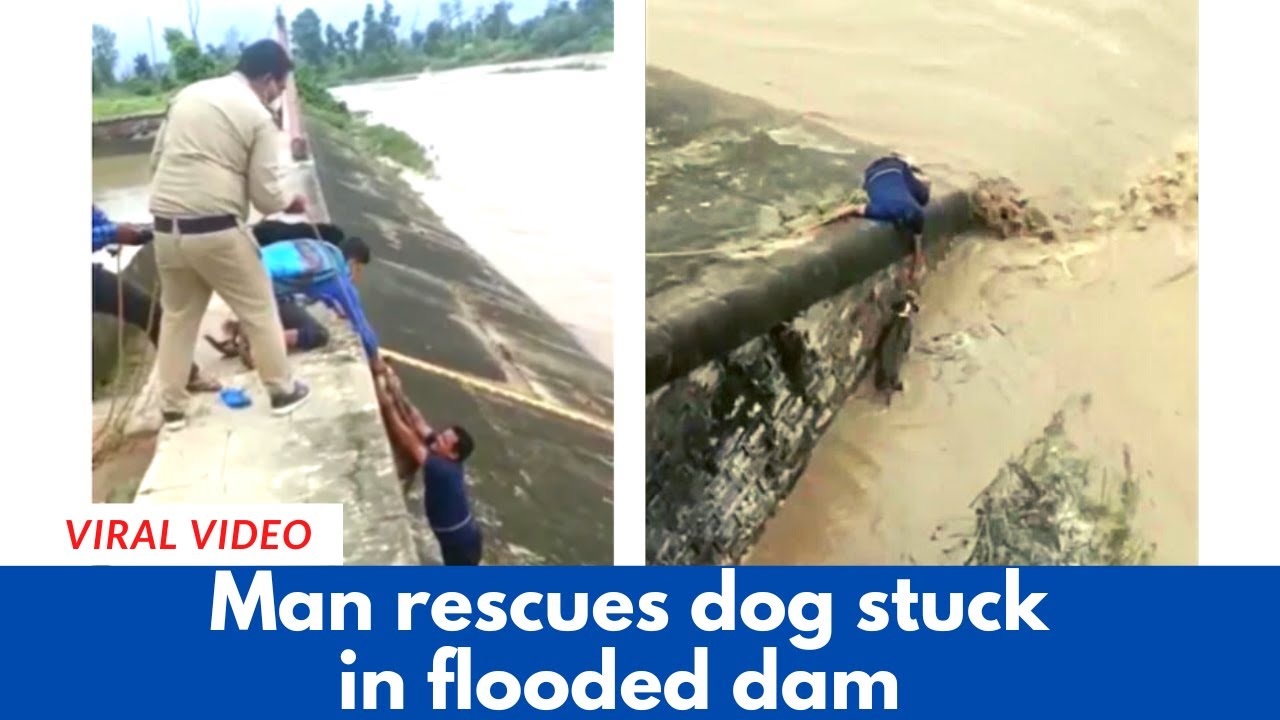 Man Rescue a Dog Stuck in Flooded Dam - YouTube