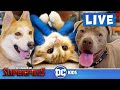 🔴  LIVE! DC League of Super-Pets: Pet-Cam and DC Toy Box Adventures | @DC Kids