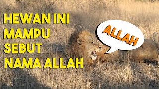 MASYA ALLAH..!! Hewan Ini Mampu Menyebut Nama Allah Dengan Jelas