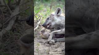 A side of hyenas most people never see Motherly love in the wild is truly beautiful #Wildlife #Hyena
