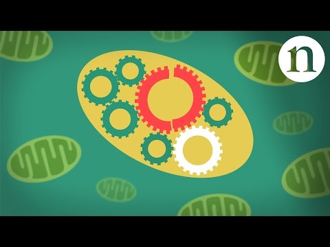 Video: Hoe om mitochondriale siektes te diagnoseer (met foto's)