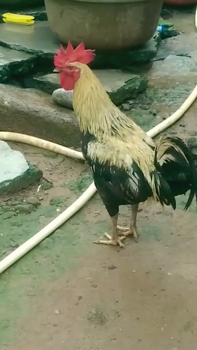 kukuda dj music 2024