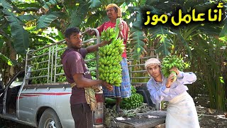تجربة قطع الموز من وسط الغابات banana harvest🇴🇲