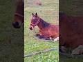 Brown horse 🐴 lies and rests on the grass / Бурая лошадка 🐎 лежит и отдыхает на траве ++ #horse