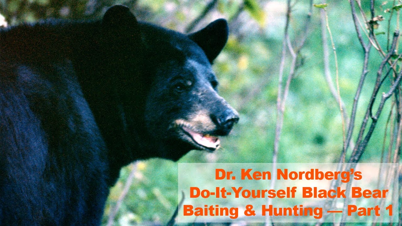 Do-It-Yourself Black Bear Baiting and Hunting — Part 1