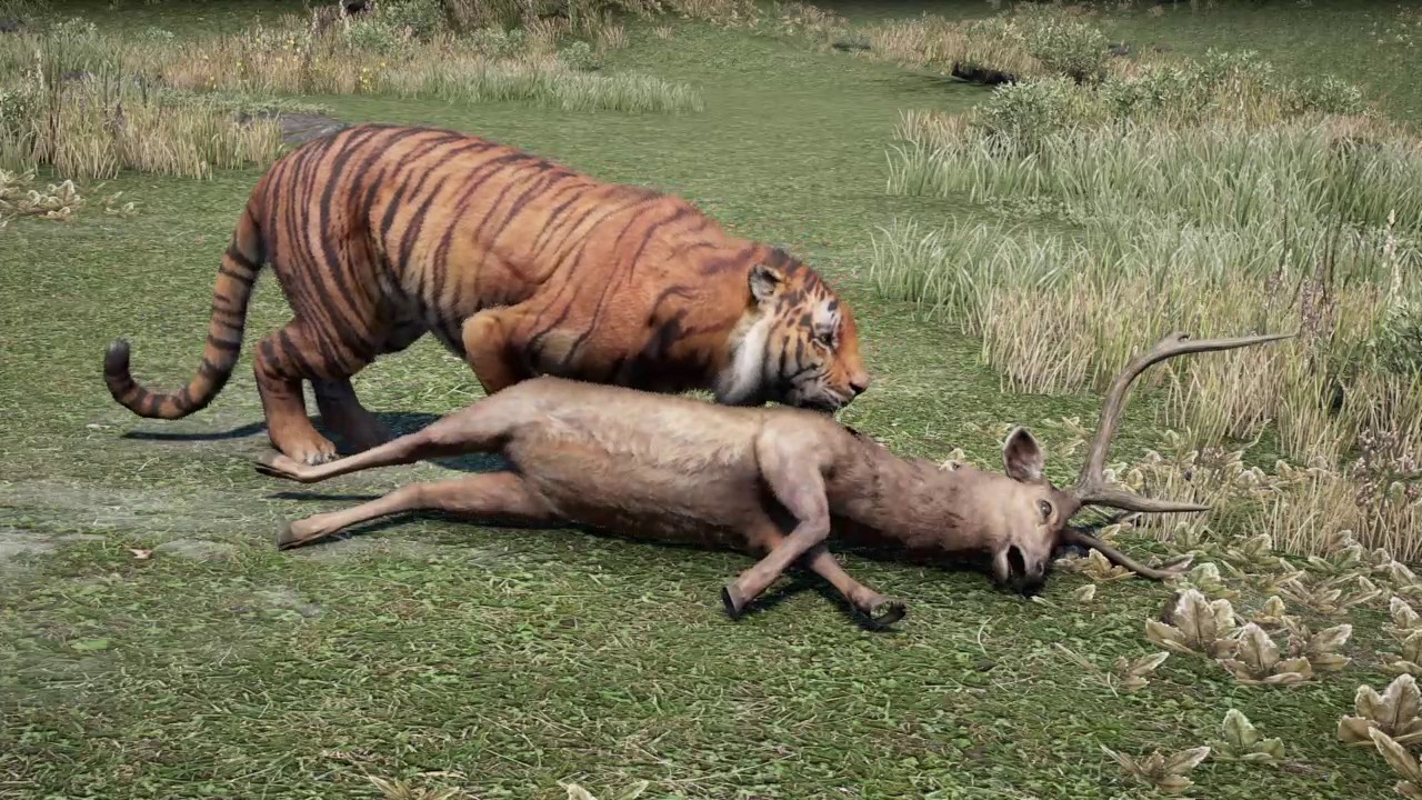 Far Cry 4 Tiger vs Sambar Deer - YouTube