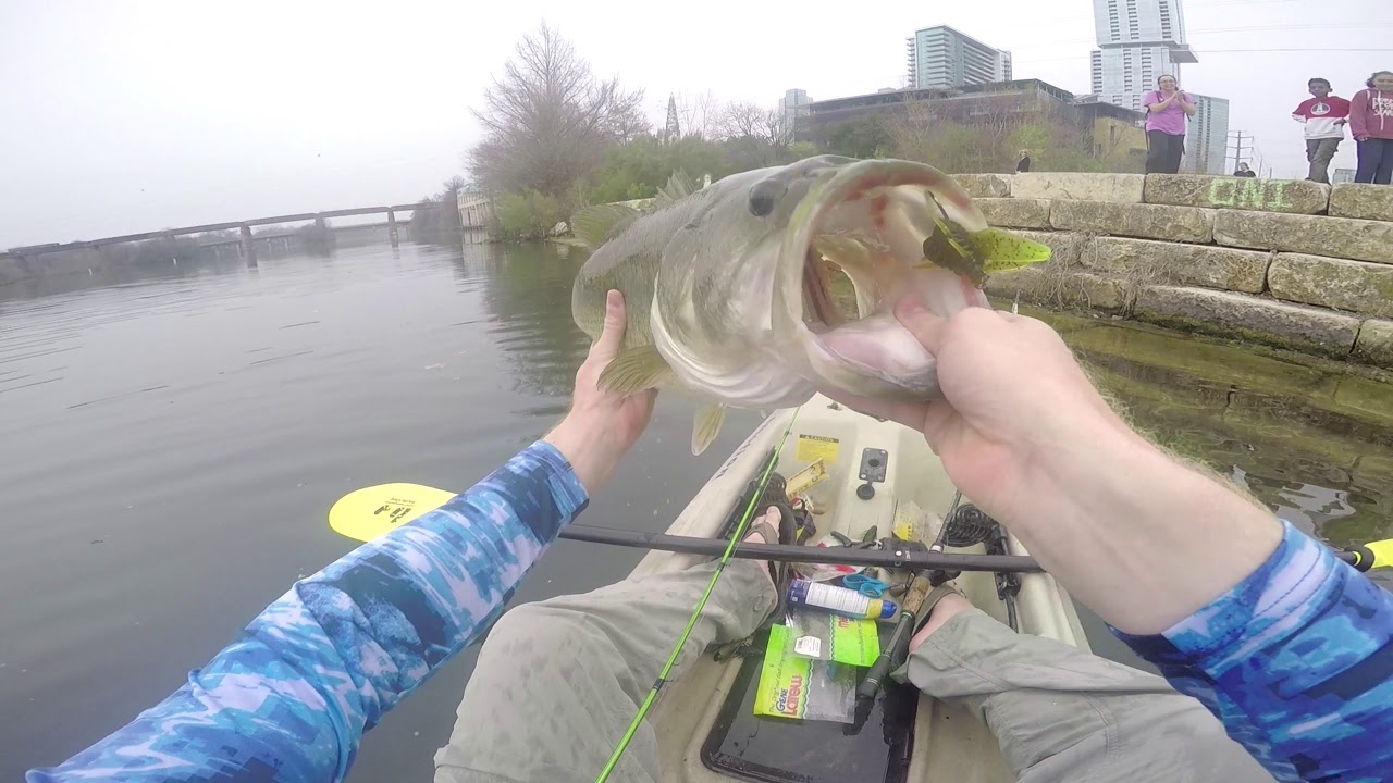 Lady Bird Lake Sight Fishing (7 Pounder) YouTube