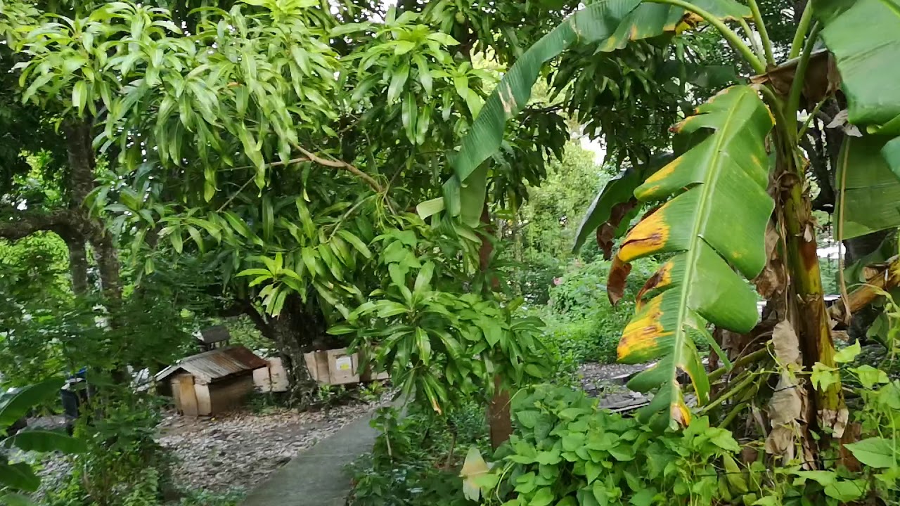 Walk from Chalet La Mar into Laborie village on Market Day