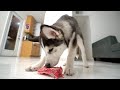 My Husky Puppy Tries Raw Meat For The First Time Ever!