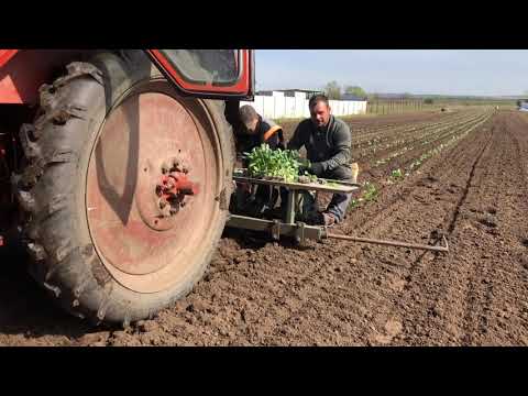 Videó: Káposzta: áprilisi Házimunkák