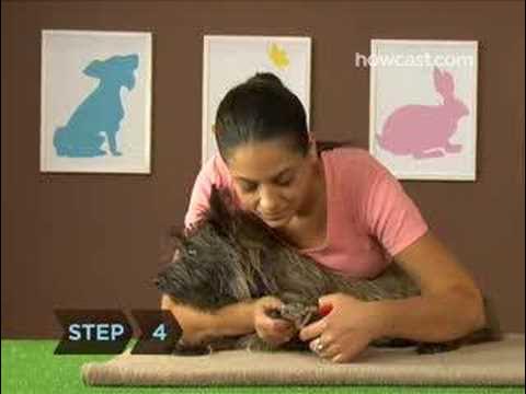 How to Trim Your Dog's Nails - YouTube