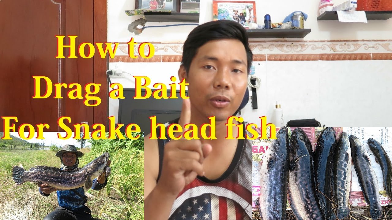 How to Drag a Bait for Snake-head Fish || របៀបអូសនុយ បី យ៉ាងដែលអ្នកបបក់គួរតែដឹង