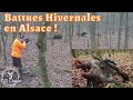 Battues hivernales en Alsace - Cerf, Sangliers, Chevreuils