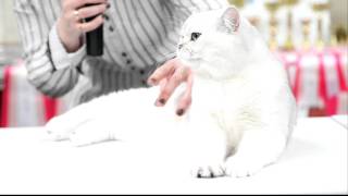 Silver shaded british shorthair cat