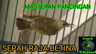 SUARA BURUNG SEPAH RAJA BETINA