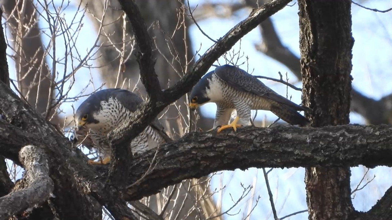 ハヤブサがエサ渡しを披露！カワセミ、カワアイサなど、さらにニホンカモシカも出現するハッピーな探鳥地（４Ｋ）