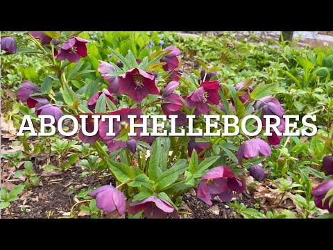 Vídeo: Growing Hellebore: Com cuidar els Hellebore