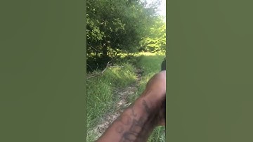 12 Gauge Vs Wild Hogs who gonna win?