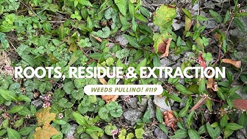 Roots, Residue & Extraction - Weeds Pulling! #119