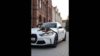 Millionaire Cat: Chilling on Luxury Vehicles! 💰🐱 #cat #ai #car #animation