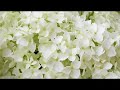 ☆彡白い服、白い靴☆彡松任谷由実/cover/トット(^^♪