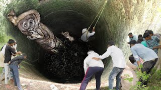 The Largest Snake in The World of All Time