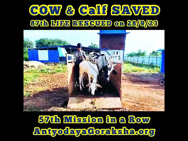 Cow & Calf Saved Today