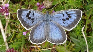 video: Rare blue butterfly successfully reintroduced to the UK after recreating meadow habitat with the help of cows