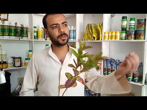 إزاي تختار شجرة جوافة بمواصفات عالمية