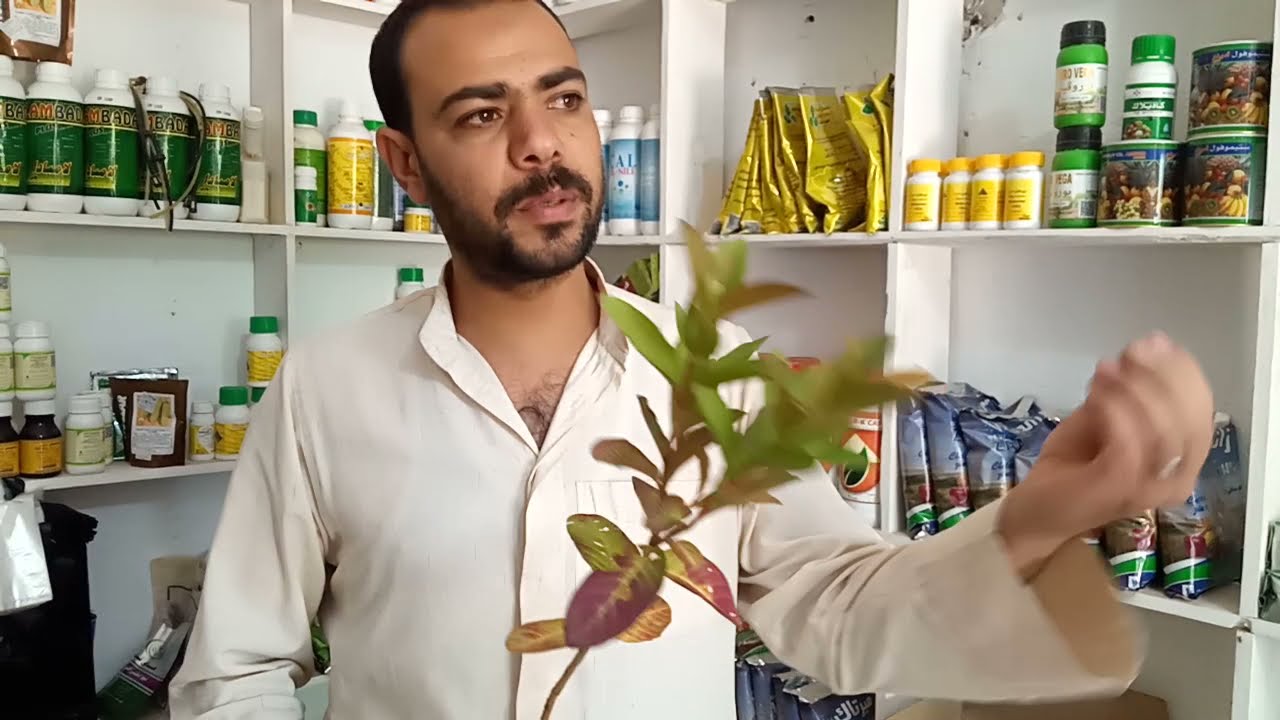 إزاي تختار شجرة جوافة بمواصفات عالمية