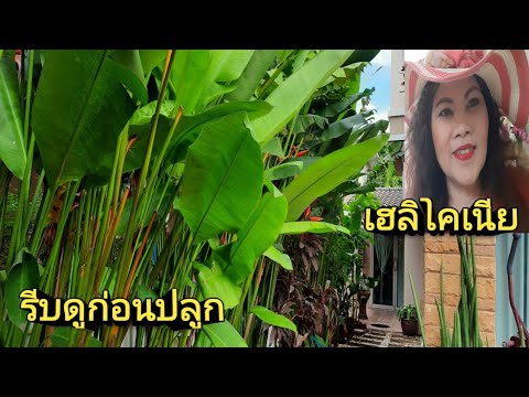 วิธีการตัดแต่งเฮลิโคเนีย.EP.215.จัดสวนแนวธรรมชาติ ไม้ฟอกอากาศ